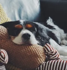 A Dog's Life: A Story of Perspective