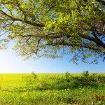 Resilience and the 6 C's of Coping